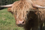 Ein Bulle stoppte kurzzeitig den VAUDE Trans Schwarzwald