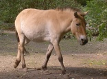 Tierpark Oberwald