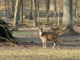 Tierpark Oberwald