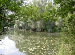 Ostufer des Oberwaldsees