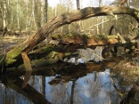 J�gersburger Moor 