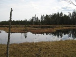Wildsee im Kaltenbronner Hochmoor 