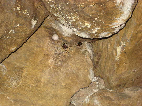 Bewohner der Kohlscheuer